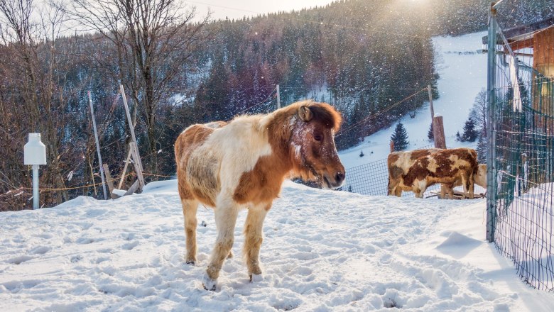 Unsere Tiere im Winter, © Familie Morgenbesser Ein Pony und eine Kuh stehen im verschneiten Wintergelände vor einem bewaldeten Hügel.