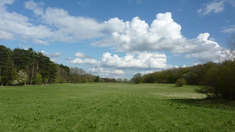 Hochfläche mit eisenzeitlicher Siedlung auf der Malleiten, © Susanne Klemm Grüne Wiese mit Bäumen und Wolken am Himmel.