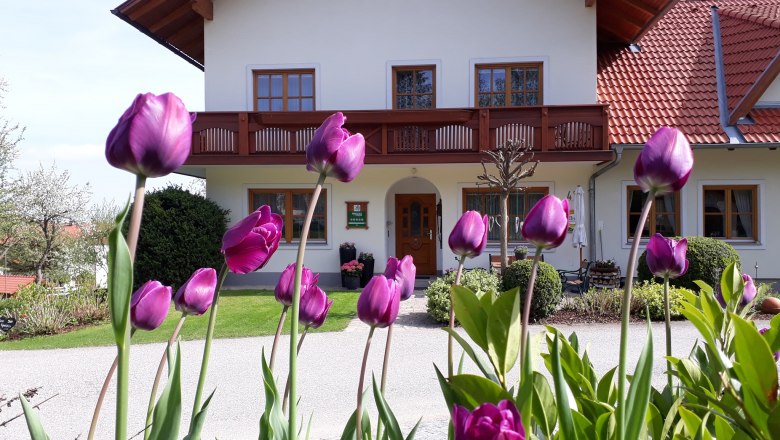 Bauernhof Dissauer Familie Rosinger, © Familie Rosinger Bauernhaus mit violetten Tulpen im Vordergrund.