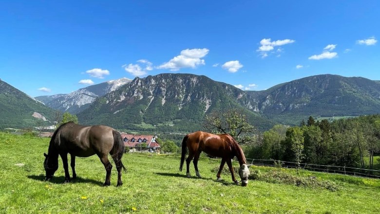 Pferde am Hof, © Manuel Leitmaier Zwei Pferde grasen auf einer Wiese vor einer Bergkulisse.