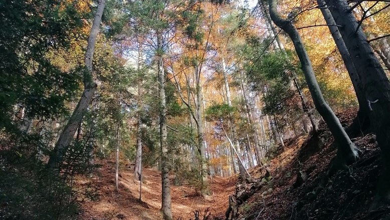 Experience the forest with all your senses, © Verein Waldsport, Leopold Treitler Experience the forest with all your senses, © Verein Waldsport, Leopold Treitler