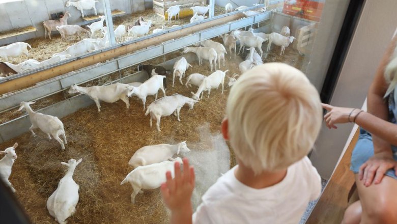 Goaß Cinema, © Sooo gut schmeckt die Bucklige Welt/ Viktoria Kornfeld A child looks through a pane of glass at a group of white goats in a stable.