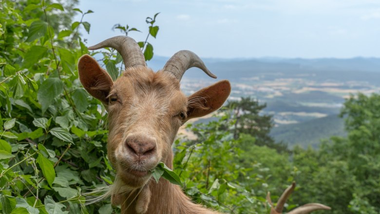 Beweidung, © Juergen Otter Eine Ziege frisst Blätter vor einer Landschaft mit Hügeln im Hintergrund.