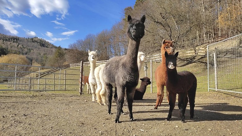 Alpaca enclosure at the Lechner adventure farm, © Alpakafarm und Erlebnisbauernhof Lechner A group of alpacas stands on a pasture in front of a wooded hill under a blue sky.