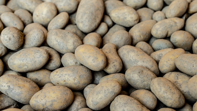 Pick up many potatoes that are close together., © Martina Siebenhandl Pick up many potatoes that are close together.