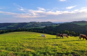 Distelleiten-Strecke bei Burgerschlag, © Wiener Alpen in Niederösterreich Distelleiten-Strecke bei Burgerschlag, © Wiener Alpen in Niederösterreich