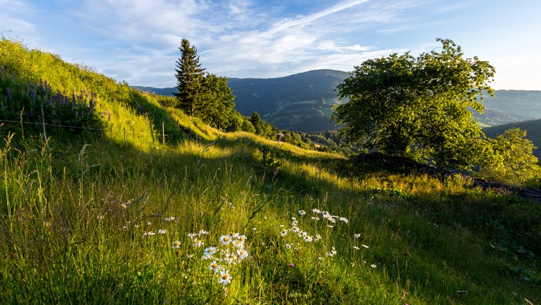 Weitwanderweg Mönichkirchen, © Wiener Alpen / Kremsl Weitwanderweg Mönichkirchen, © Wiener Alpen / Kremsl