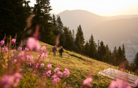 Rax, Wandern, Raxalpe, Wiener Alpen in Niederösterreich, © Niederösterreich Werbung/Stefan Mayerhofer Sanfte Hügel und blühende Wiesen laden zu einem unvergesslichen Wanderausflug ein. Die warmen Sonnenstrahlen tauchen die Landschaft in goldenes Licht und schaffen eine harmonische Atmosphäre. Hier, umgeben von majestätischen Bergen und duftenden Wildblumen, wird der Sommer in den Alpen zum Erlebnis.