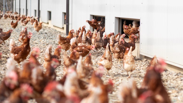 Hühnergehege am Hof, © heiter-weiter.at/Karl Stangl Hühner laufen aus einem Gebäude auf einen Hof.