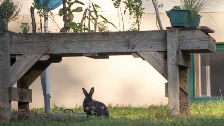 Haustier vom Nachbarn, © Dorfschmiede eG Ein Kaninchen sitzt im Gras unter einem Holztisch im Garten.