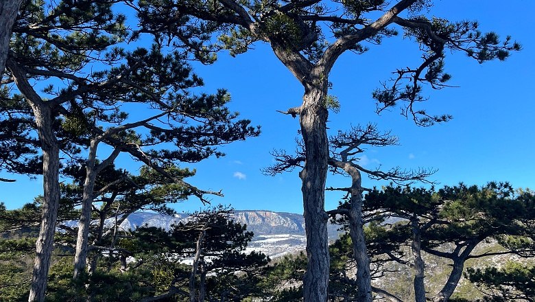 Jubiläumssteig Winzendorf, © Wiener Alpen/Lechner Jubiläumssteig Winzendorf, © Wiener Alpen/Lechner
