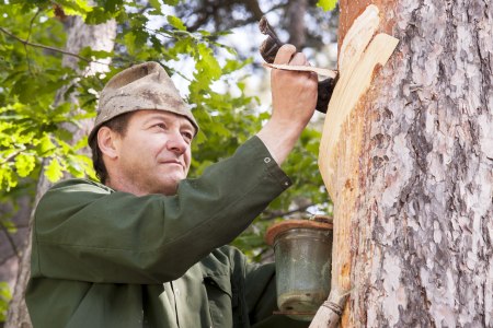 Bernhard Kaiser beim Pechen, © Region Triestingtal, Corinna Pernitsch Bernhard Kaiser beim Pechen, © Region Triestingtal, Corinna Pernitsch