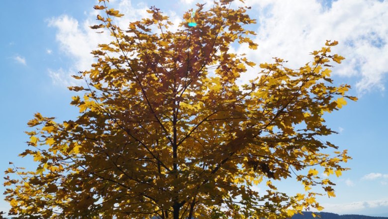 Natur ladet zum Fotoshooting ein, © Reep Ein Baum mit gelben Blättern steht vor einer sonnigen Landschaft mit Hügeln und blauem Himmel.