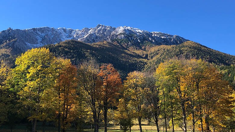 Golden fall, © Angelika Burger Autumn landscape with colorful trees and snow-covered mountains in the background.