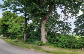 katzelsdorf-baum, © Thermengemeinden Ein großer Baum steht am Straßenrand neben einer Landstraße.