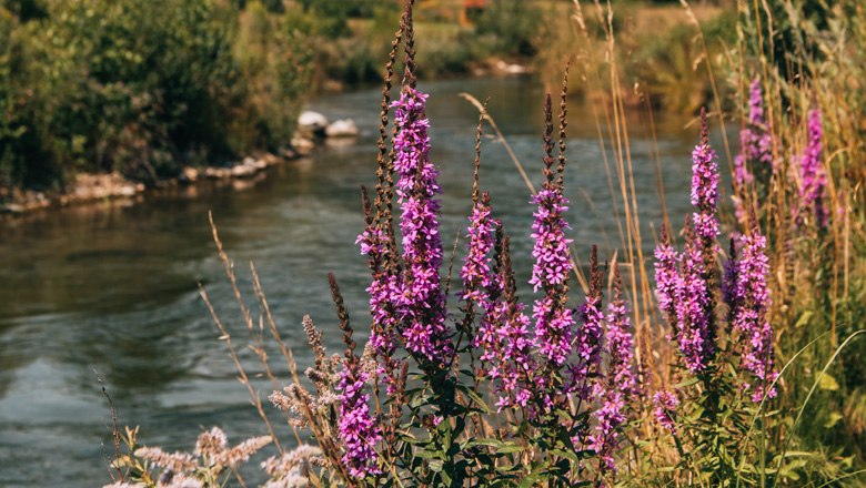 Picnic by the river - Wartholz Castle, © NÖW-Sommertageblog Purple flowers on the banks of a river with a green background.