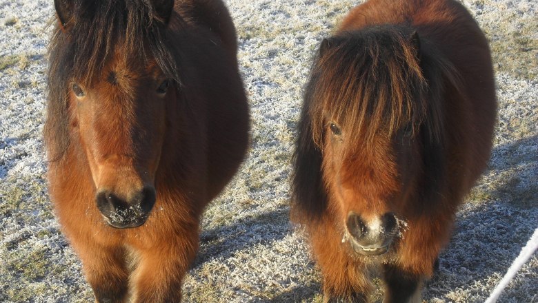 flora und fiona, © rosinger Zwei Ponys stehen auf einer frostigen Wiese und schauen in die Kamera.