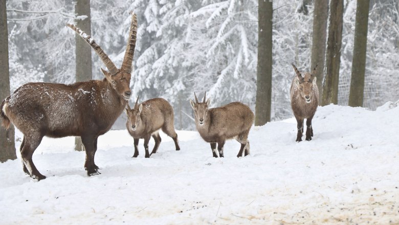 Naturpark Hohe Wand, © Naturpark Hohe Wand/Fraller Vier Steinböcke im Schnee im Naturpark Hohe Wand.