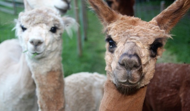 Bob, Dave & Zeus at the Leitenviertler Alpakahof, © Tanja Piribauer, Leitenviertler Alpakahof Three alpacas in a pasture, one in the foreground looking directly into the camera.