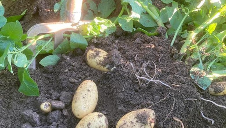 Handlerhof potato harvest, © Handler Johannes Harvested potatoes lie on the ground next to potato plants.