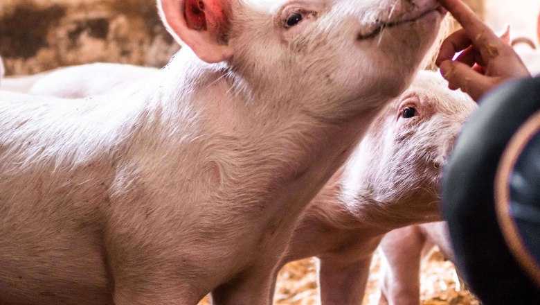 Schweine, © Anni Putz Schweine stehen auf Stroh in einem Stall, eines wird an de Schnauze gestreichelt.