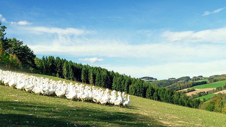 Grazing geese, © Sooo gut schmeckt die Bucklige Welt/ Viktoria Kornfeld A large group of white geese on a green meadow in front of a forest and hills under a blue sky.