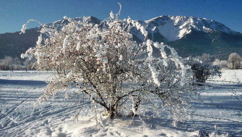 Schneebergblick vom Gasthof aus, © Gasthof Schmirl Verschneiter Strauch vor schneebedecktem Berg unter klarem Himmel.