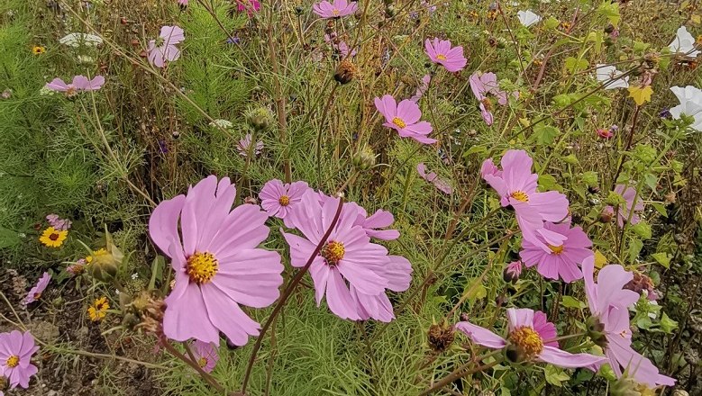 Wildbienenwiese, © Wiener Alpen Eine Wiese mit vielen rosa und einigen gelben Blumen.