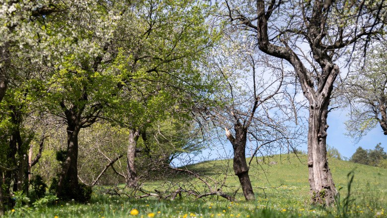 Frühlingshafte Natur am Meilensteinweg, © Claudia Schlager Blühende Bäume und grüne Wiese im Frühling.
