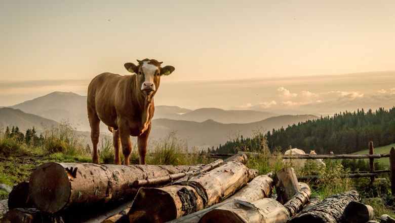 Alpesi idill a „Wechselen“, © Niederösterreich Werbung / Robert Herbst Alpesi idill a „Wechselen“, © Niederösterreich Werbung / Robert Herbst