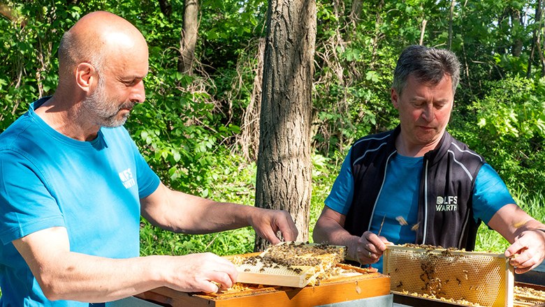 Honeycomb, © LFS Warth Two men hold honeycombs outdoors next to a beehive in front of green trees.