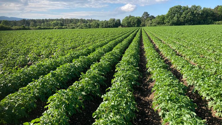 Handlerhof potato field, © Handler Johannes Extensive potato field with green rows of plants under a blue sky.