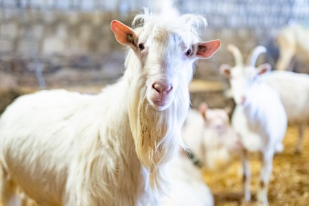 Ziegenhof Mandl , © NÖW/Groller Ziegenhof Mandl , © NÖW/Groller