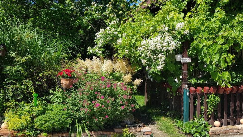 Ein bunter Garten mit blühenden Sträuchern und Stauden, umgeben von grünem Laub und einem Holzzaun.