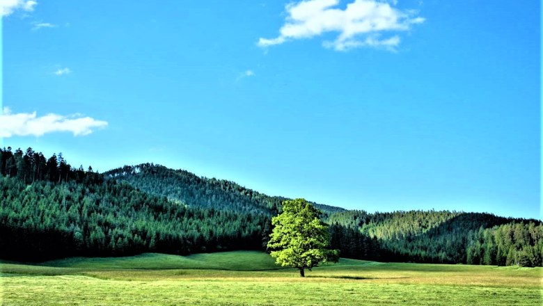 Einzelner Baum auf einer Wiese vor bewaldeten H&uuml;geln und blauem Himmel.