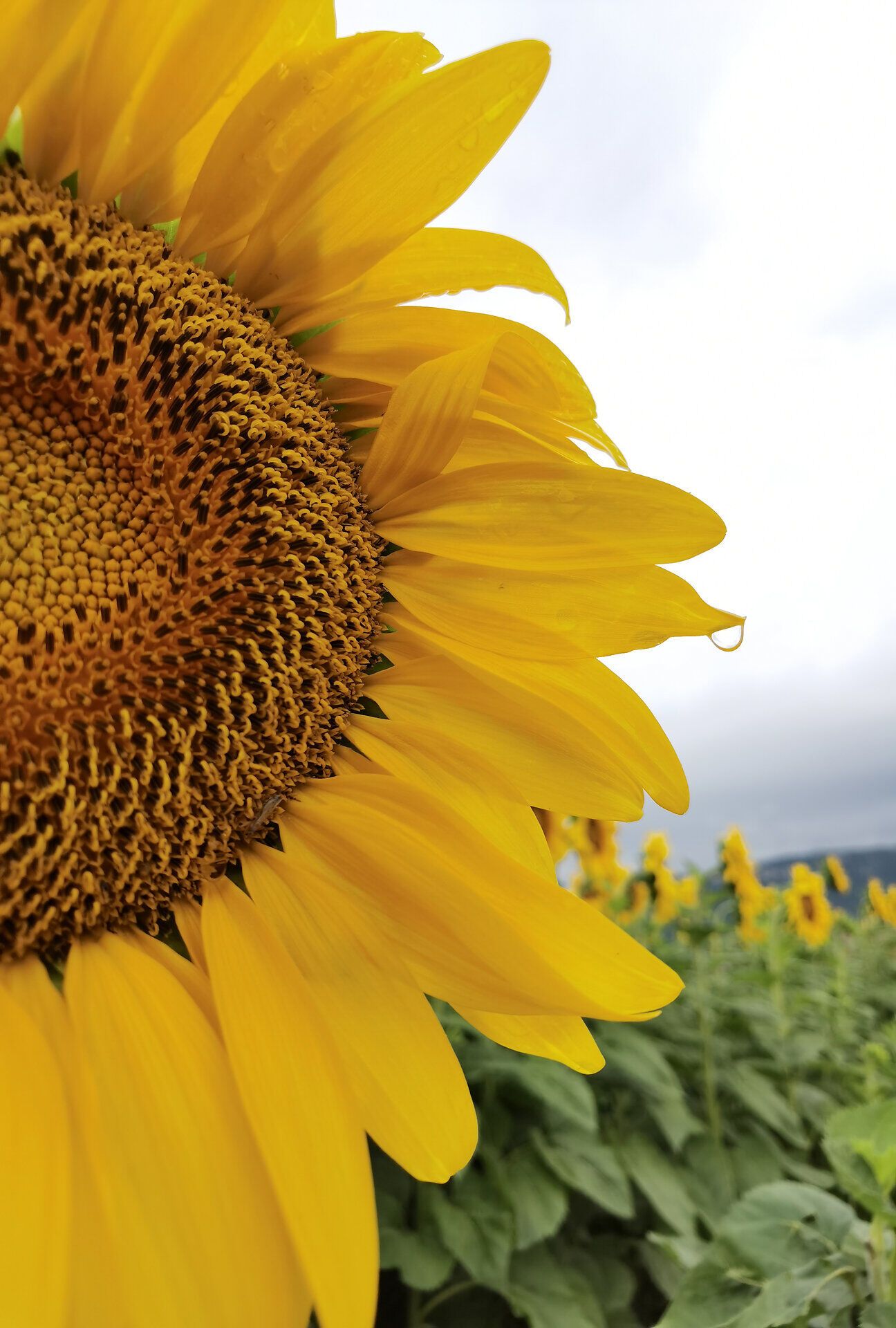 Die strahlenden Sonnenblumen erblühen in voller Pracht und verleihen der Landschaft eine warme, einladende Atmosphäre. Ihre leuchtenden Gelbtöne harmonieren perfekt mit dem sanften Grün der Umgebung und laden dazu ein, die Schönheit der Natur zu genießen.
