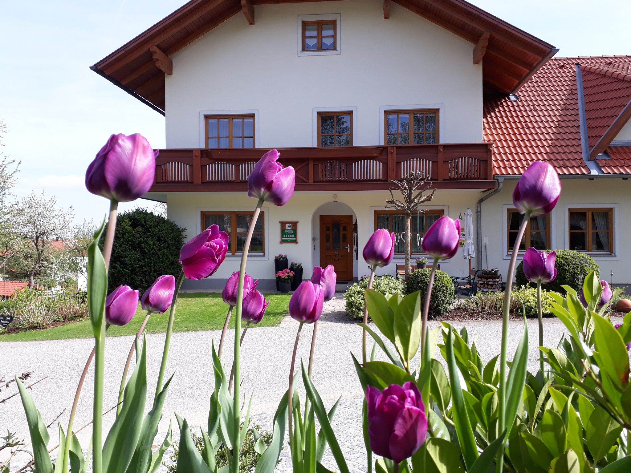 Bauernhaus mit violetten Tulpen im Vordergrund.