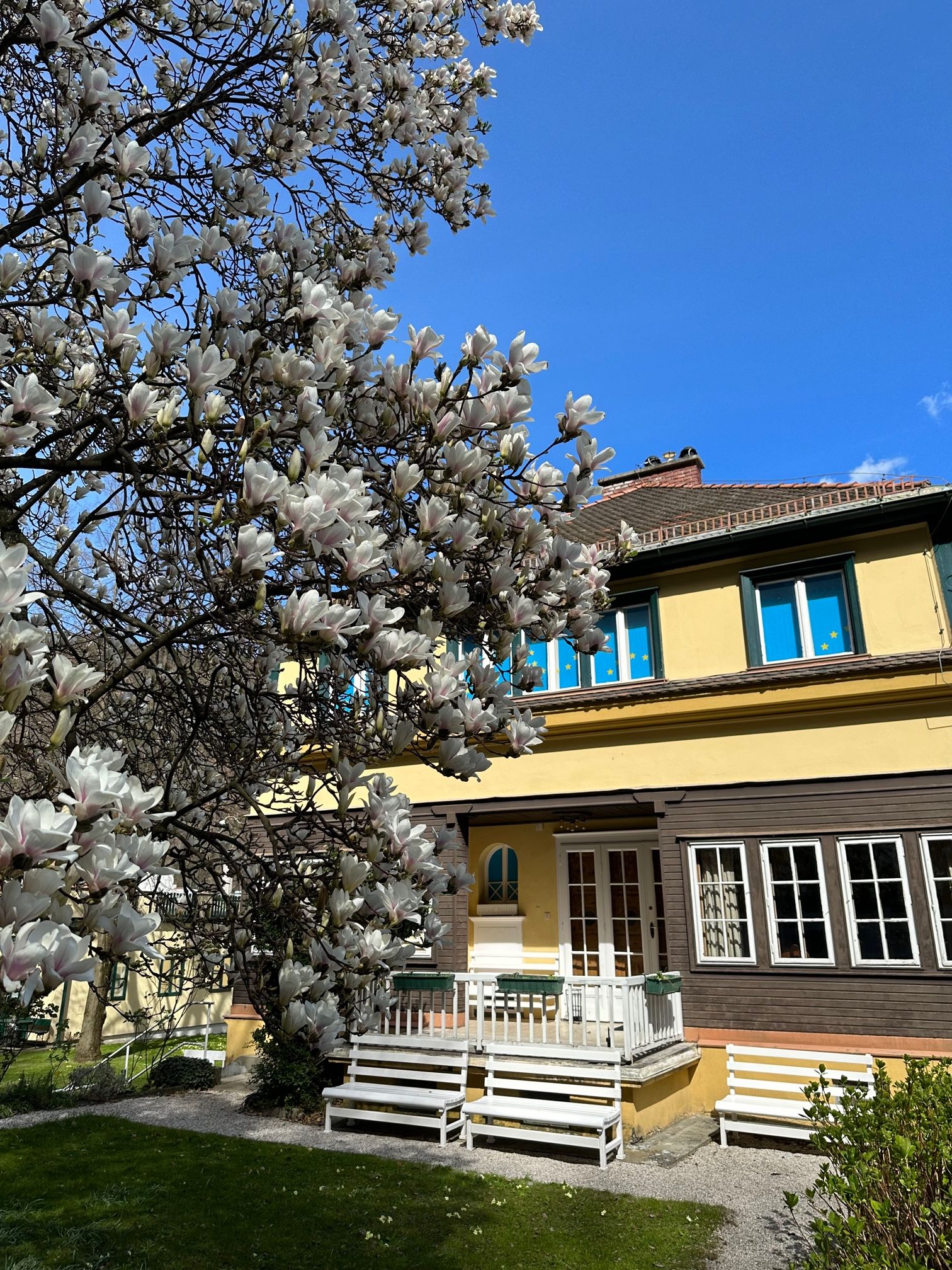 Frontansicht vom Karl Renner Museum in Gloggnitz, eine gelbe Villa mit einem blühenden Baum davor
