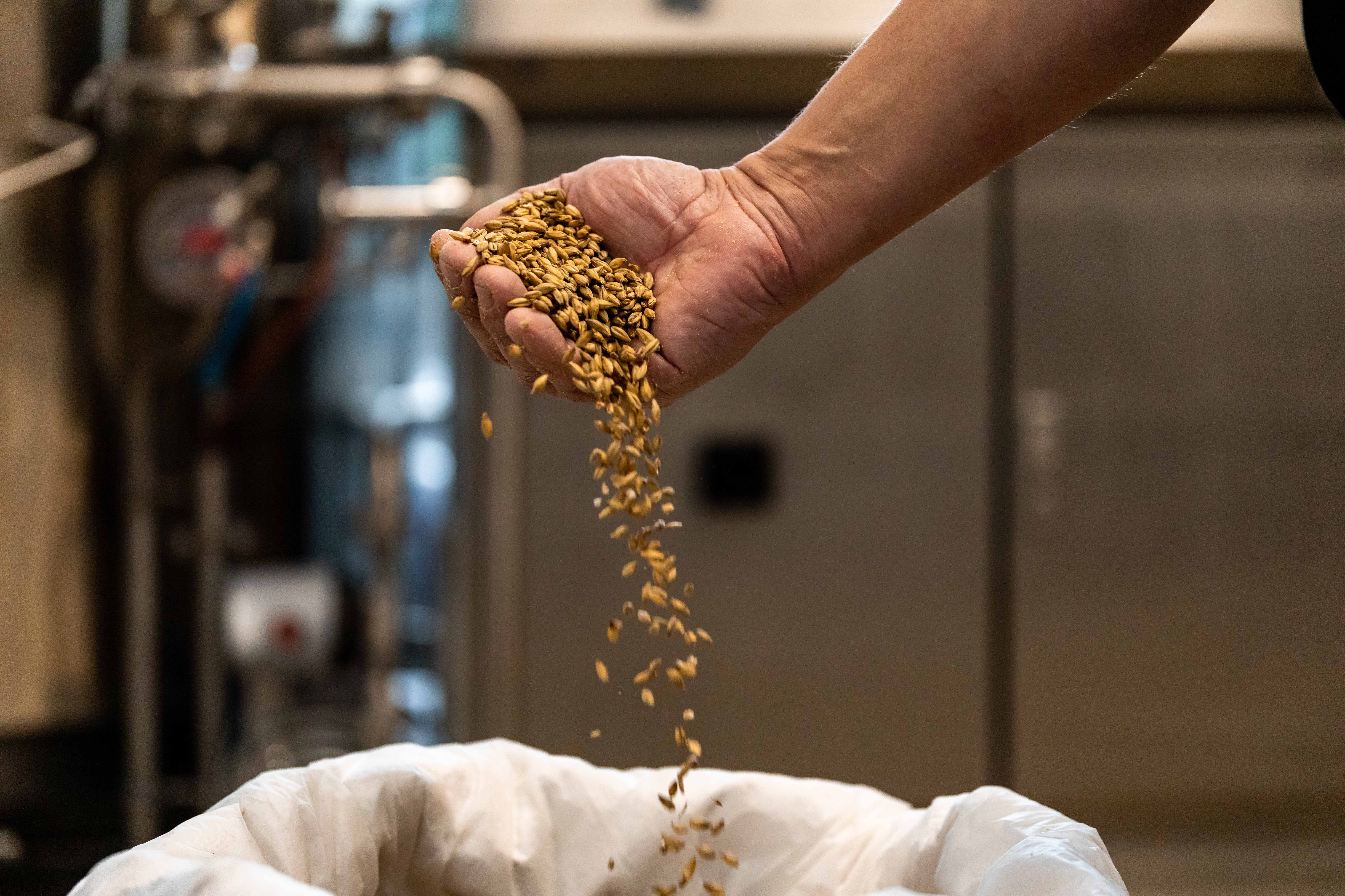 Hand streut Getreide in einen Sack in einer Brauerei.