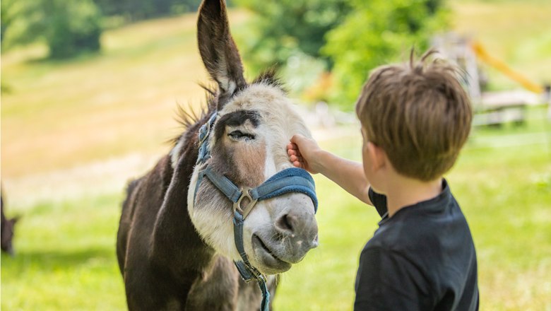 Donkeys on the M&ouml;nichkirchner Schwaig, &copy; Erlebnisalm M&ouml;nichkirchen, Christian Kremsl