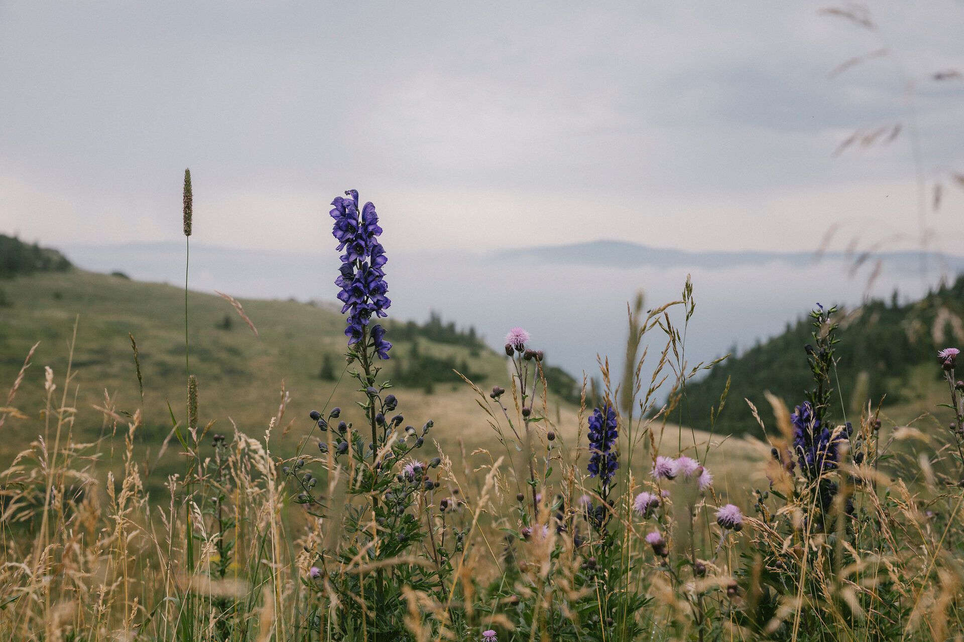 Blue monkshood and wildflowers along the trail on the Rax