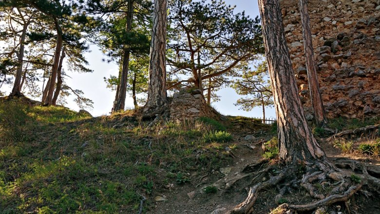 Trees and old stone wall in the forest