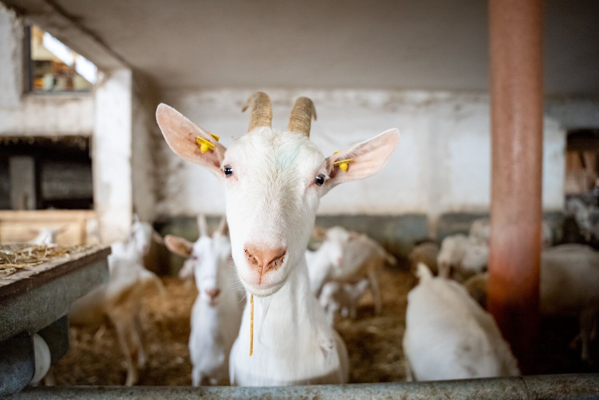 Inmitten der sanften Hügel der Buckligen Welt grasen die Ziegen friedlich in ihrem Stall. Ihre neugierigen Augen und das sanfte Schnauben schaffen eine einladende Atmosphäre, die Besucher in die ländliche Idylle entführt. Hier erleben Sie die Harmonie zwischen Mensch und Tier in einer malerischen Umgebung.
