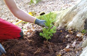 Jungbaumpflanzung, © BML