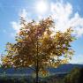 Ein Baum mit gelben Blättern steht vor einer sonnigen Landschaft mit Hügeln und blauem Himmel.