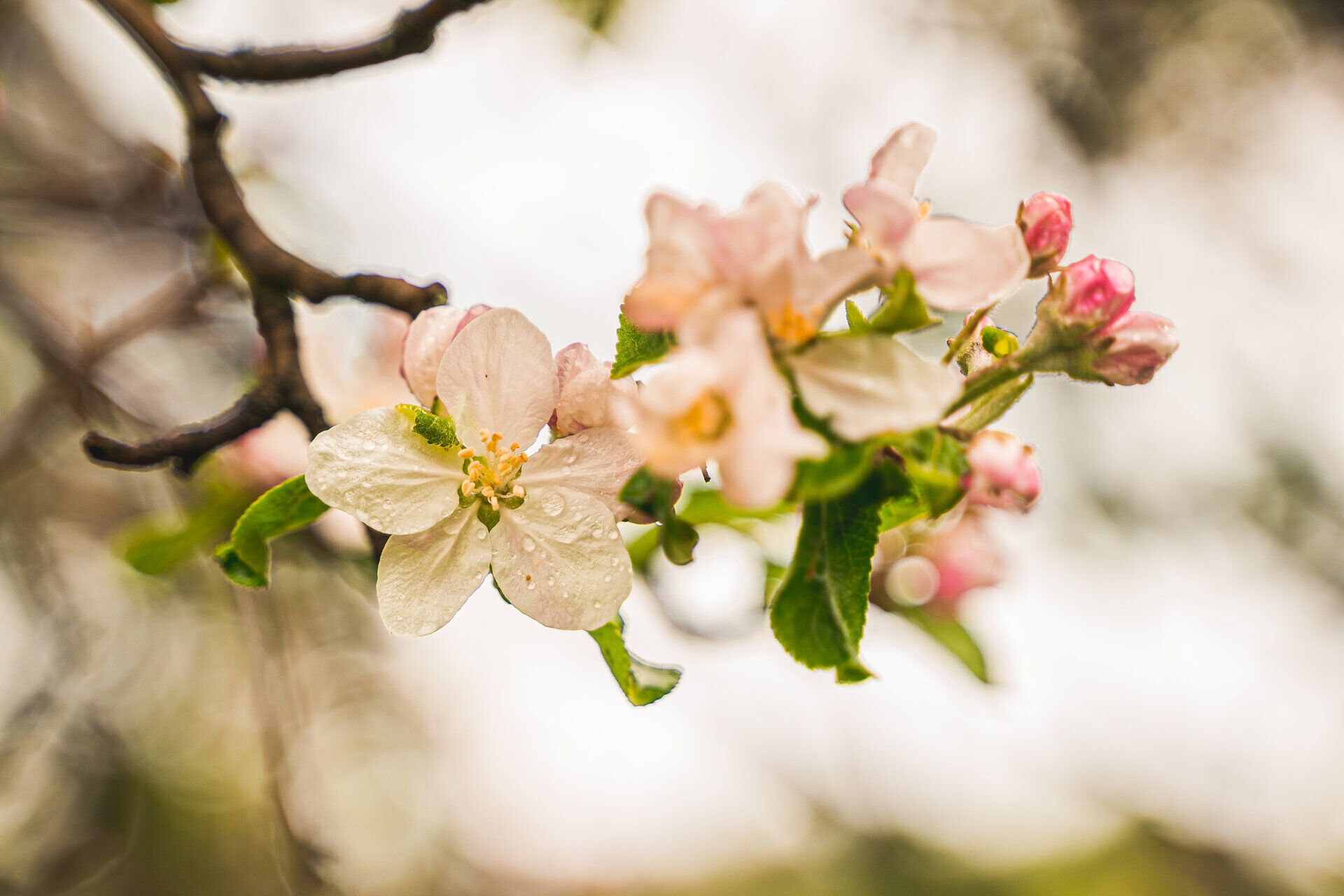 Blühender Apfelbaum in der Buckligen Welt