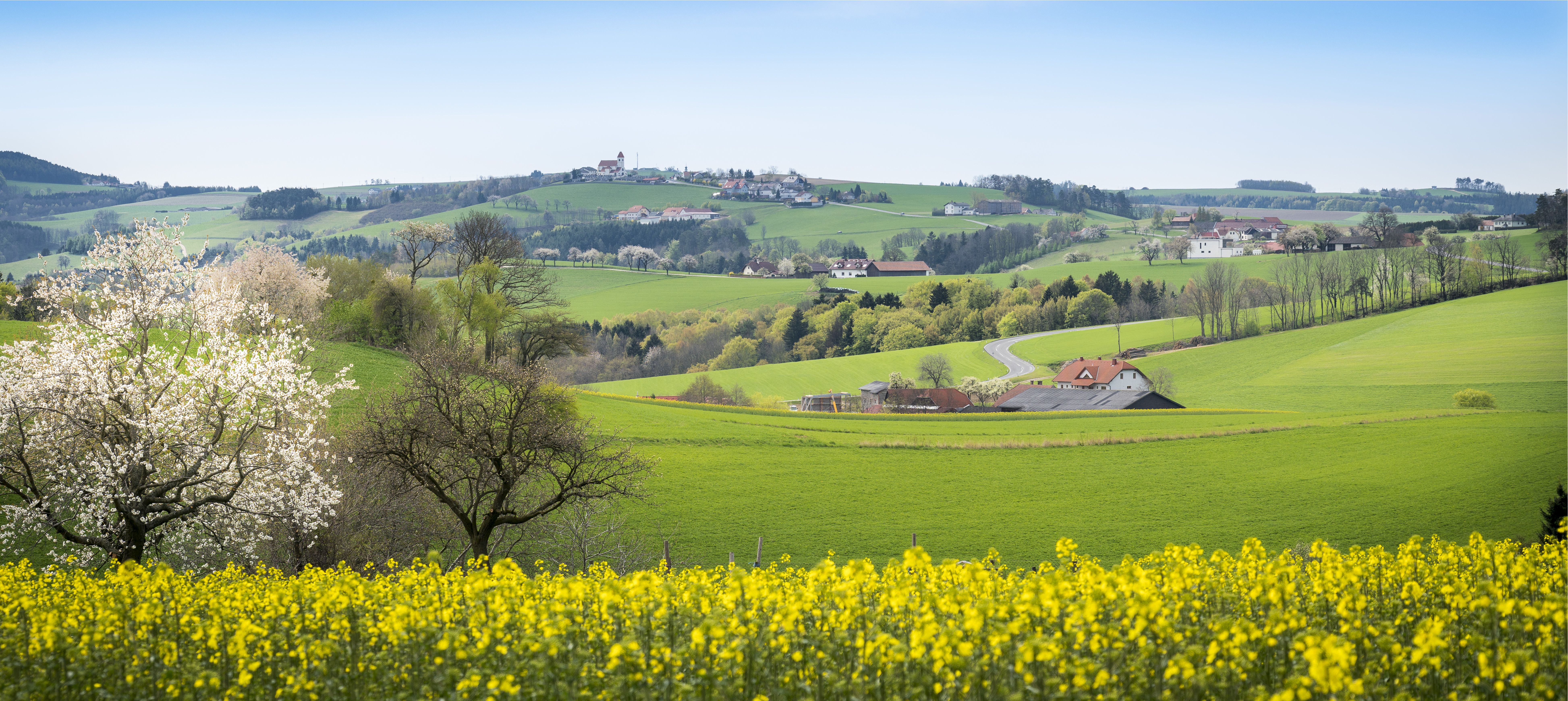 Frühlingshafte Landschaft mit blühenden Raps und Obstbäumen, im Hintergrund Felder und Hügel, auf einem der Hügel steht eine Kirche