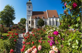 Wehrkirche in Kirchschlag mit blühendem Rosengarten im Vordergrund.