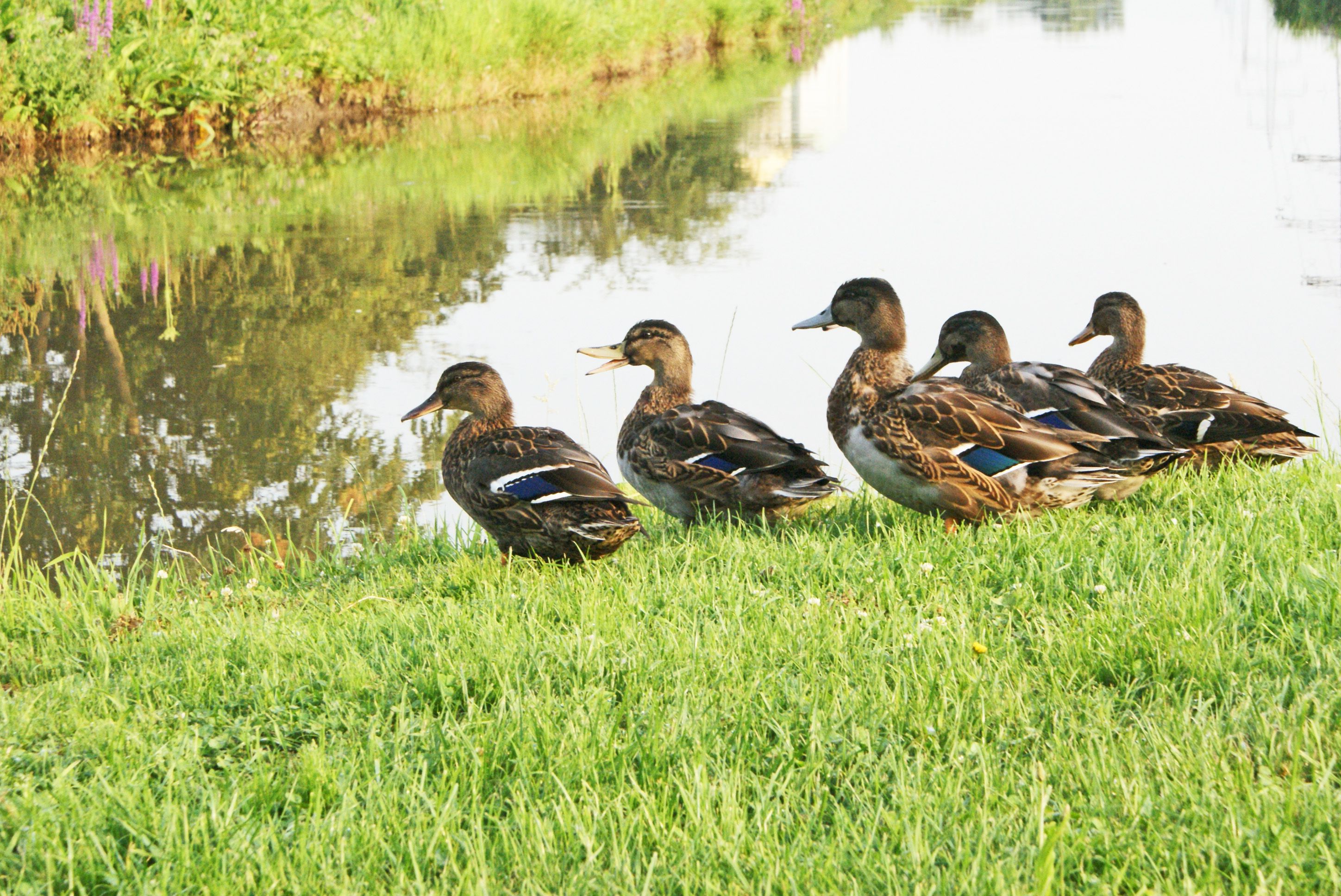 Fünf Enten sitzen auf einer grünen Wiese am Ufer eines Kanals.