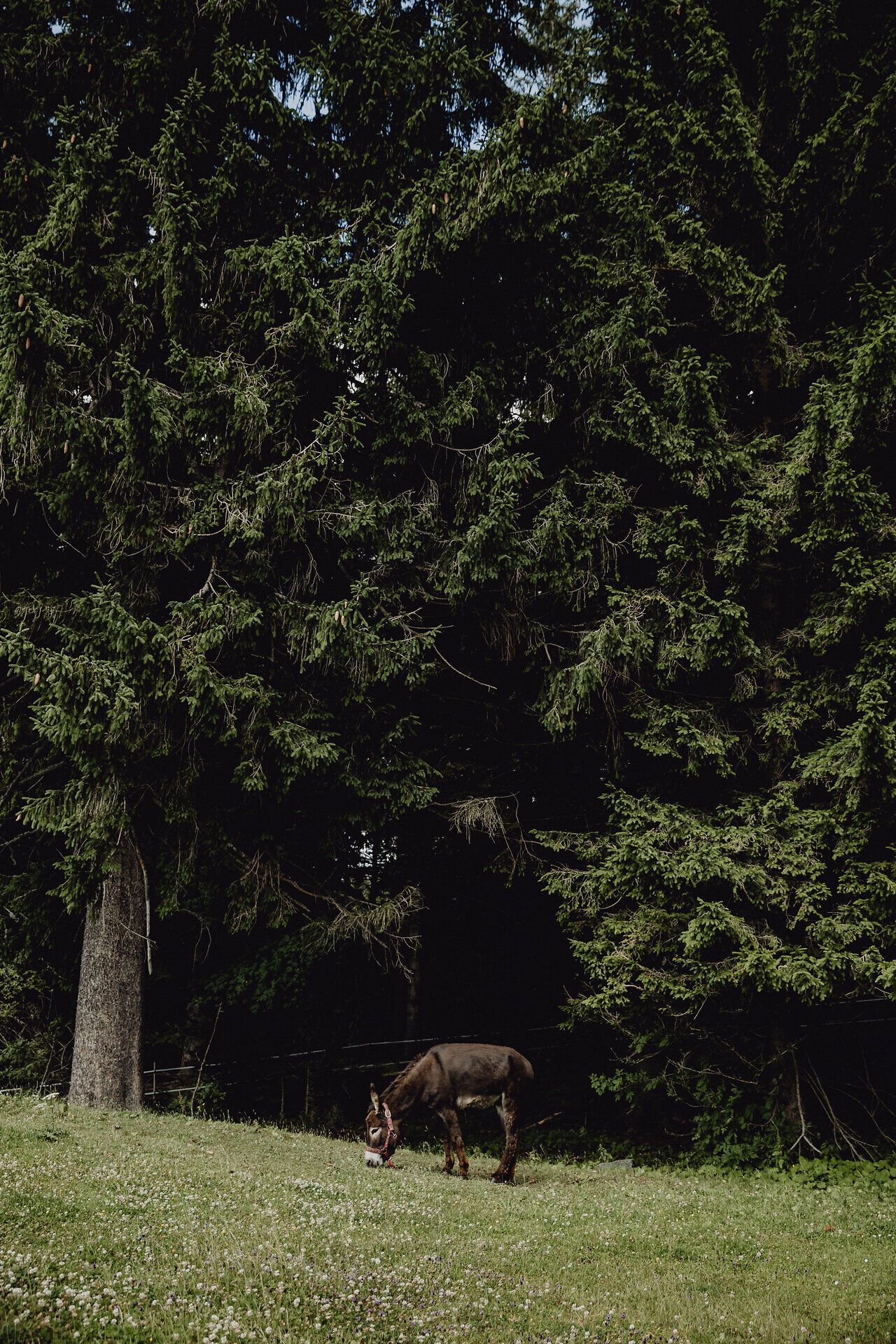 Ein sanfter Esel grast friedlich am Waldrand, umgeben von majestätischen Tannen. Die ruhige Atmosphäre und die frische Bergluft laden dazu ein, die Schönheit der Natur in vollen Zügen zu genießen.